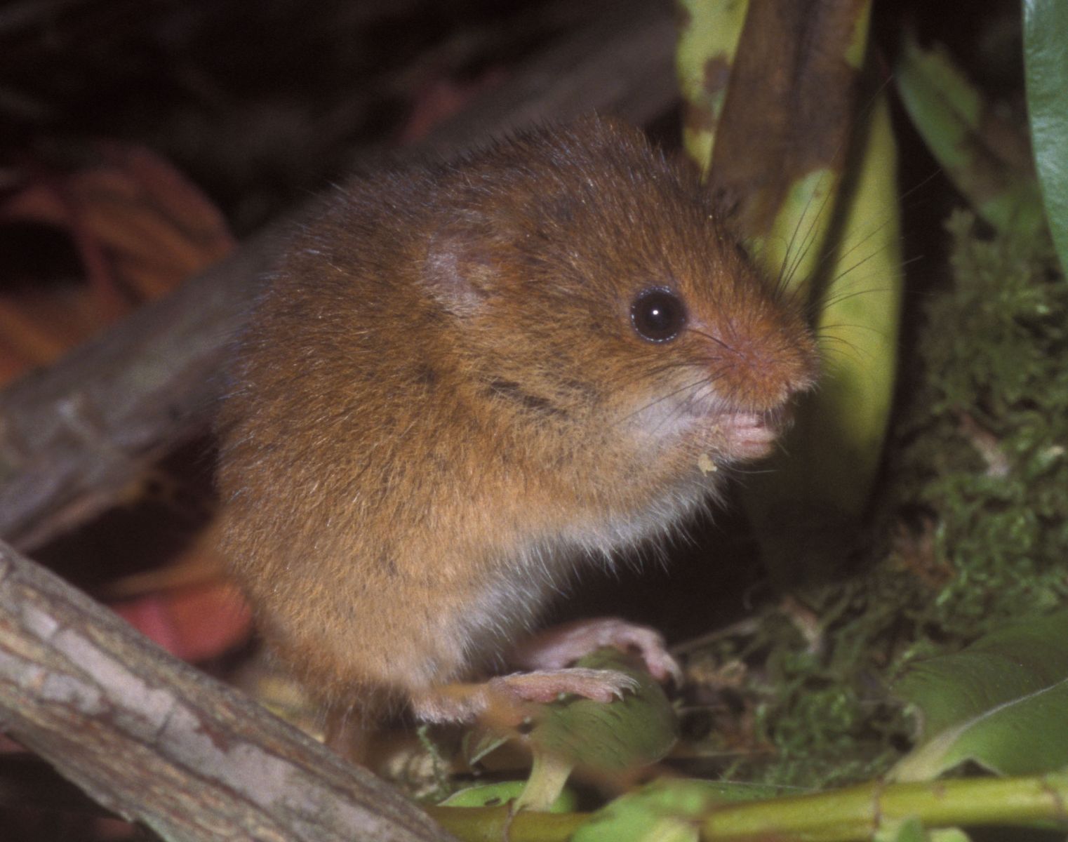 A harvest mouse hiding in vegetation