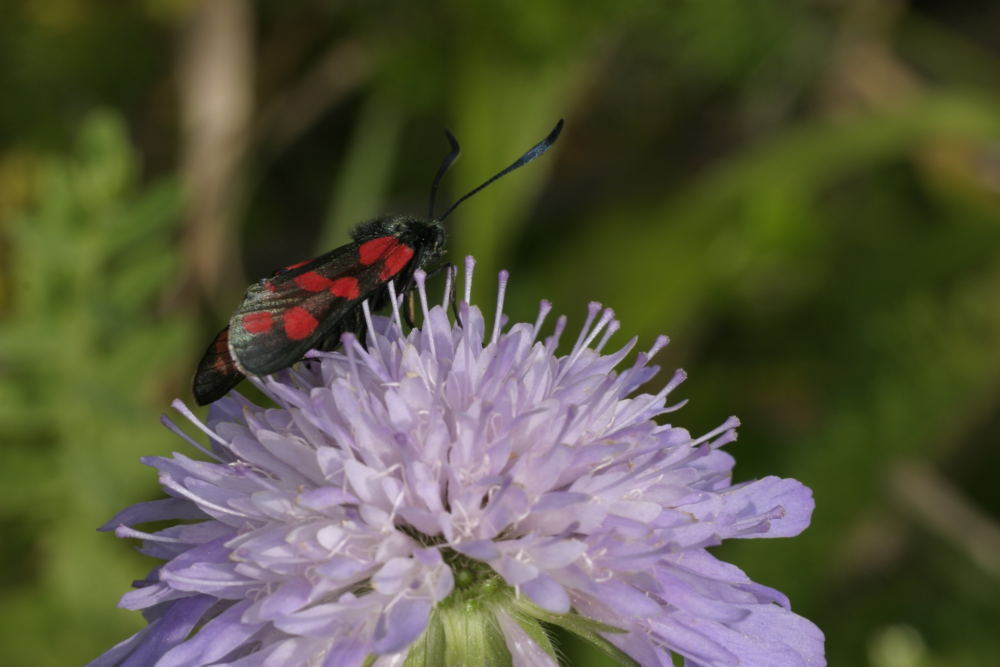 Image of a bee on a flower - copyright Mike Dodd