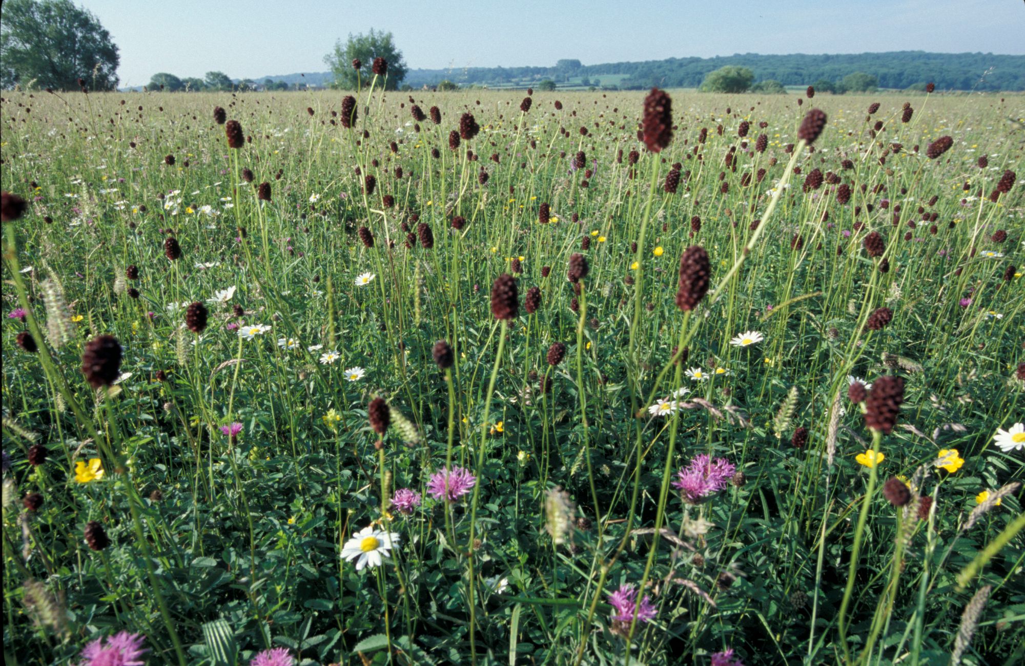 Photo of flowers in a meadow - copyright Mike Dodd