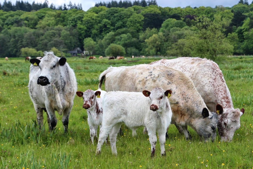 Image of cows - copyright Ann Skinner