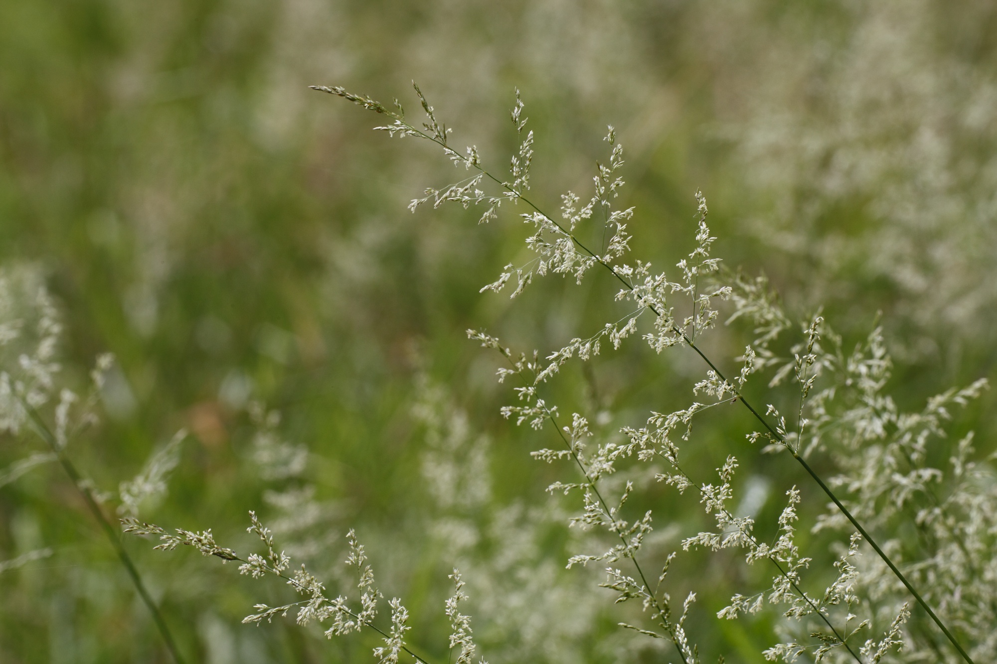 Image of Agrostis stolonifera