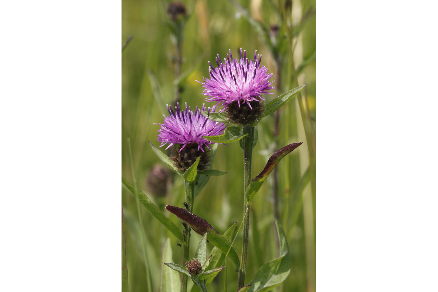 Image of Centaurea nigra