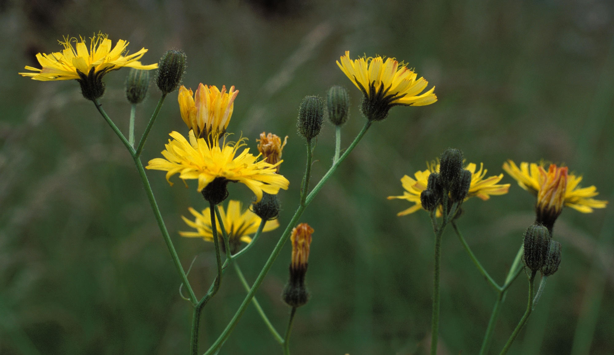 Image of Crepis capillaris