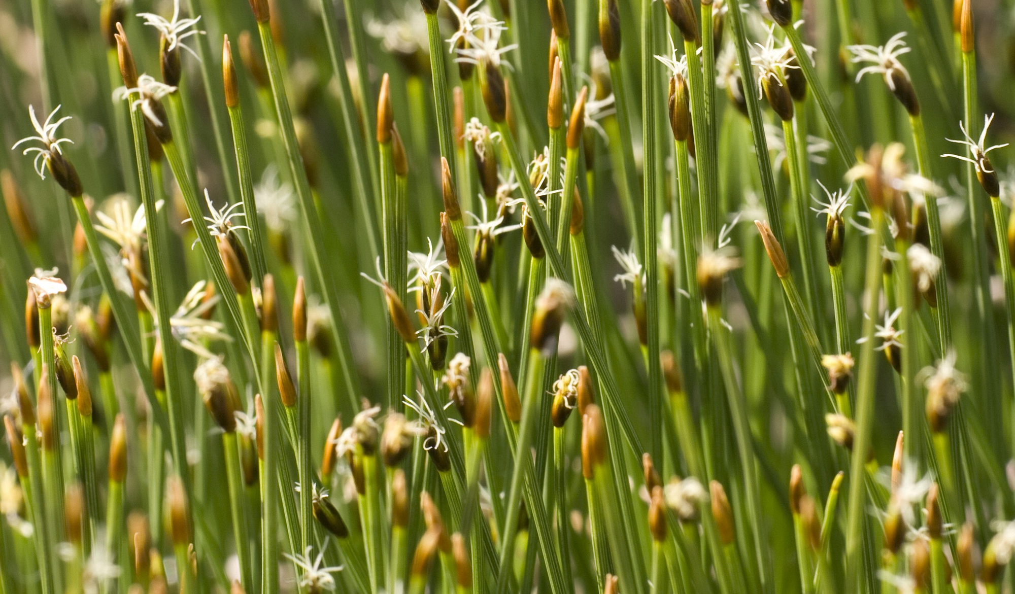 Image of Eleocharis palustris