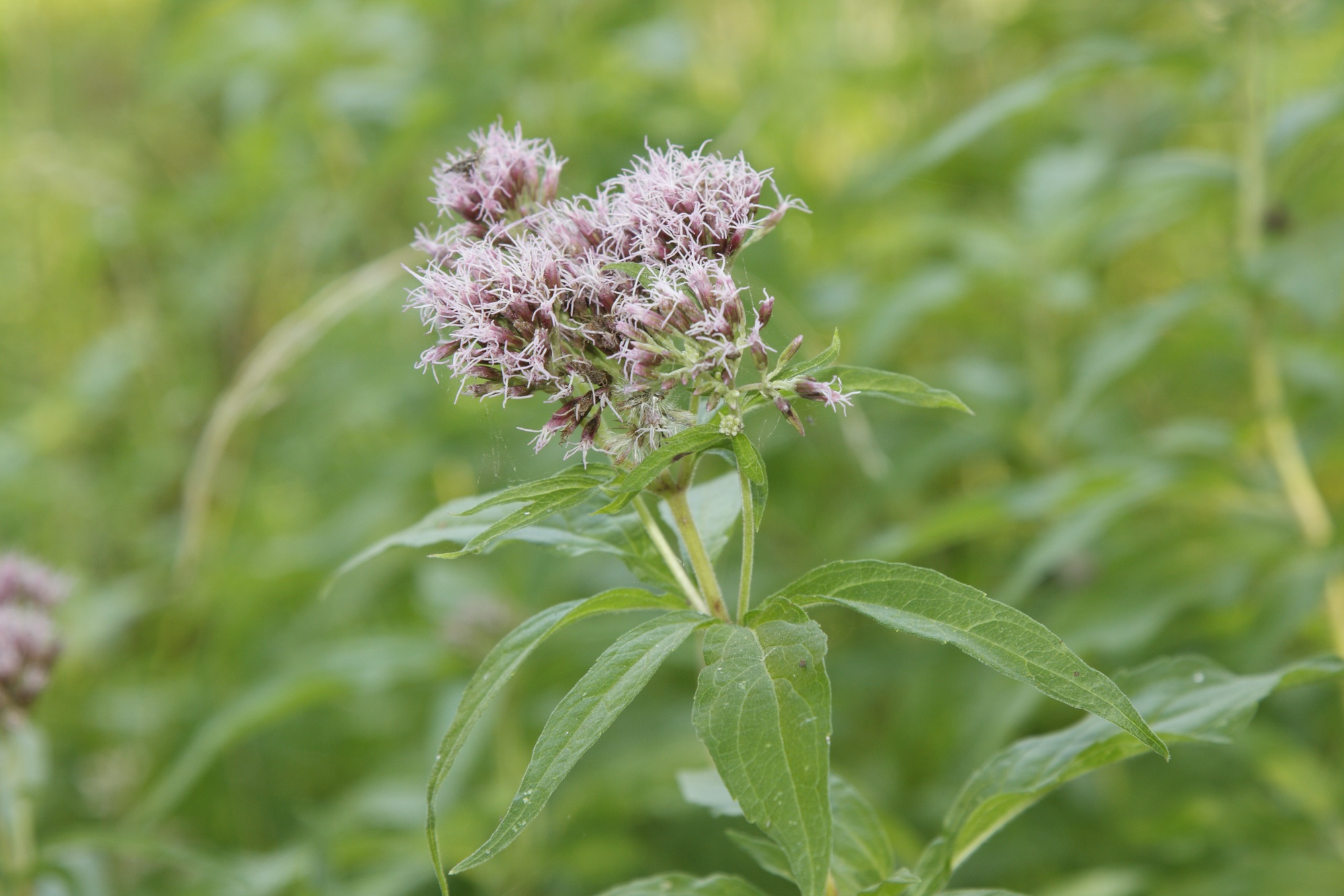 Image of Eupatorium cannabinum