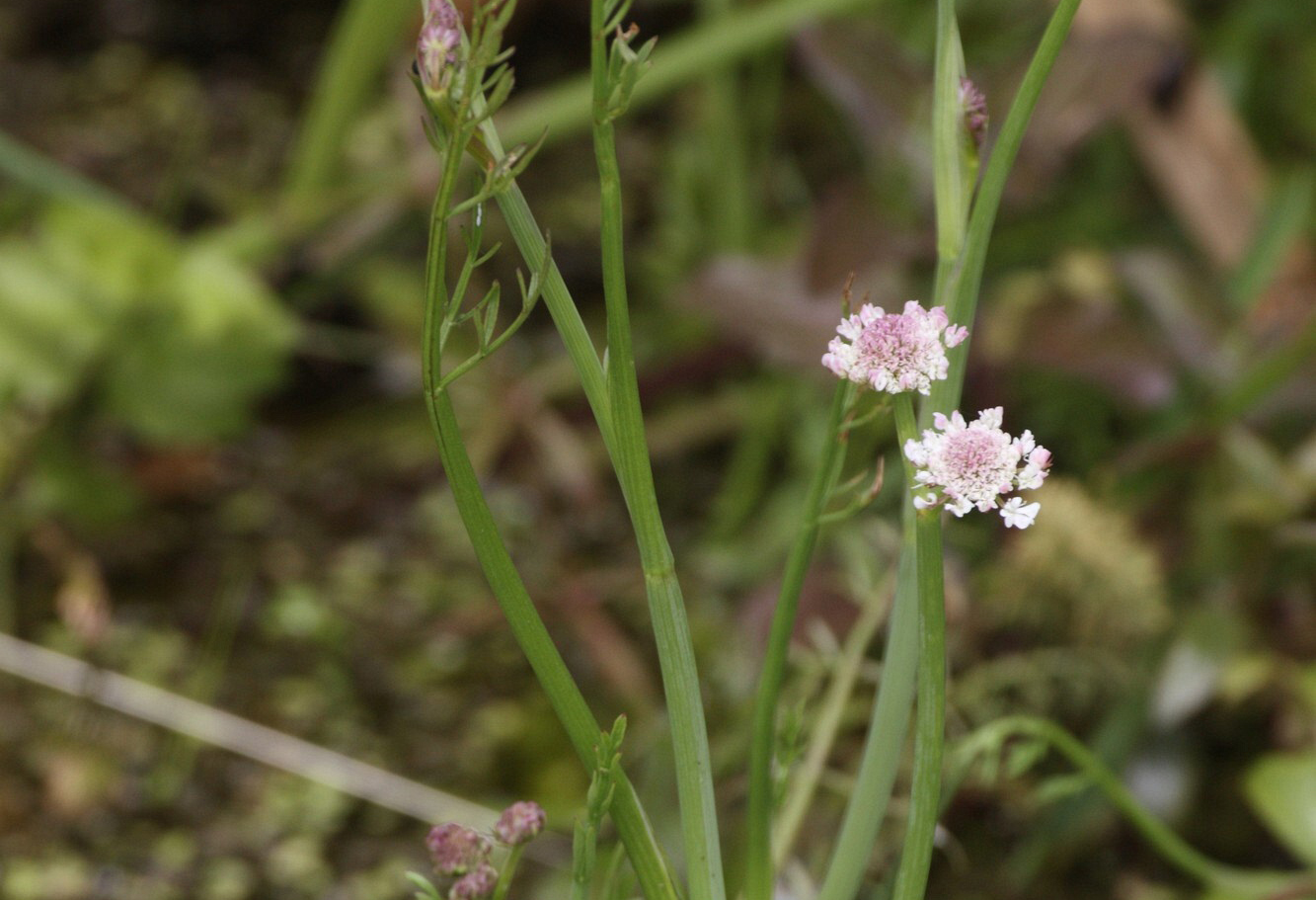 Image of Oenanthe fistulosa