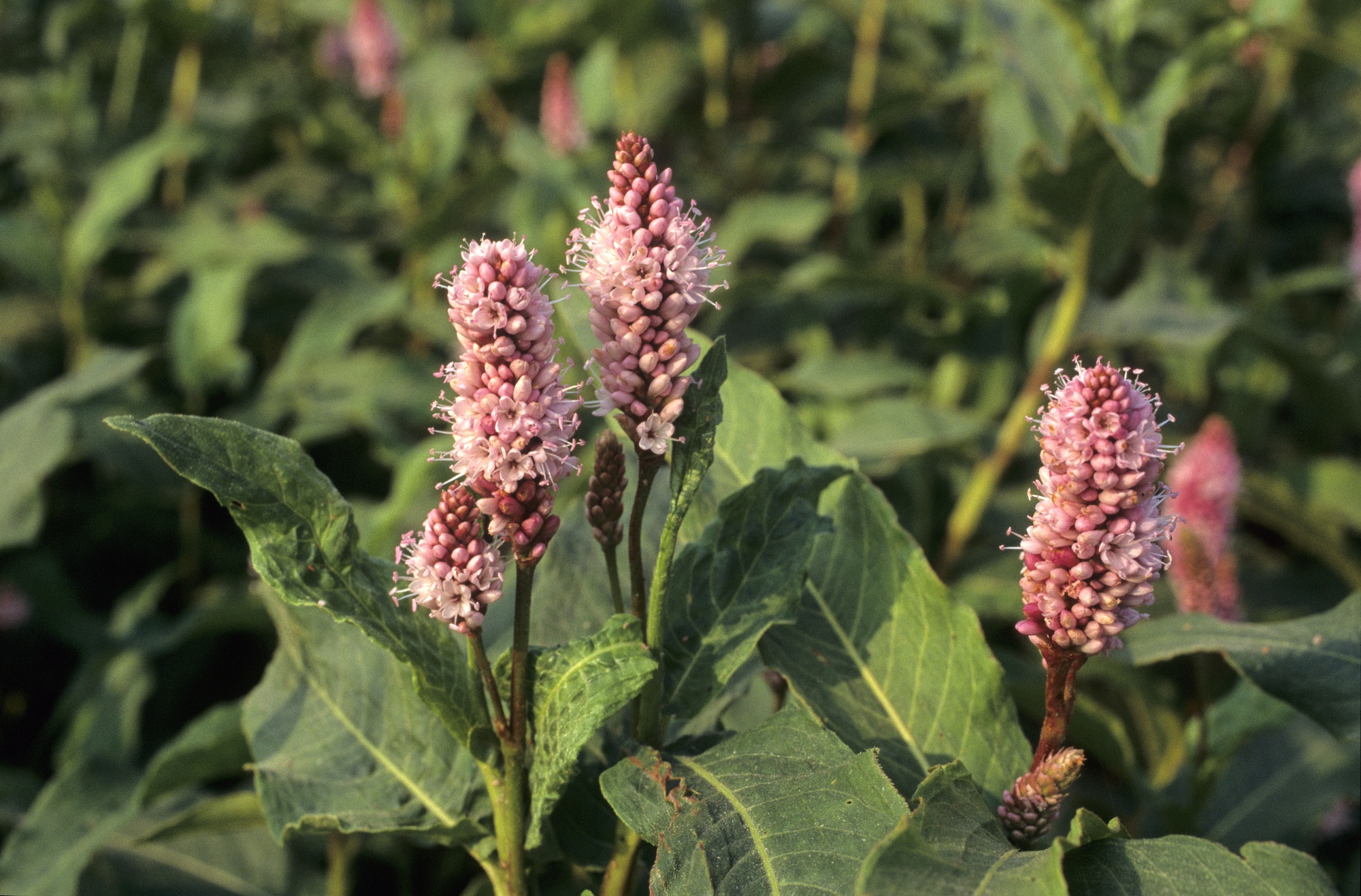 Image of persicaria amphibia