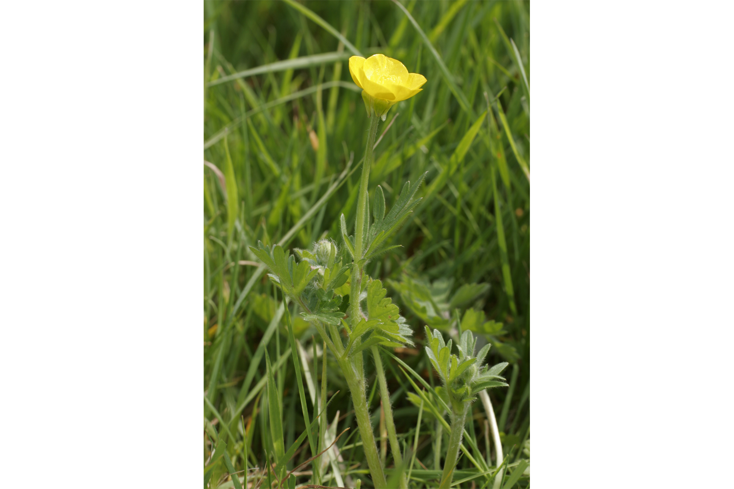 Image of Ranunculus bulbosus