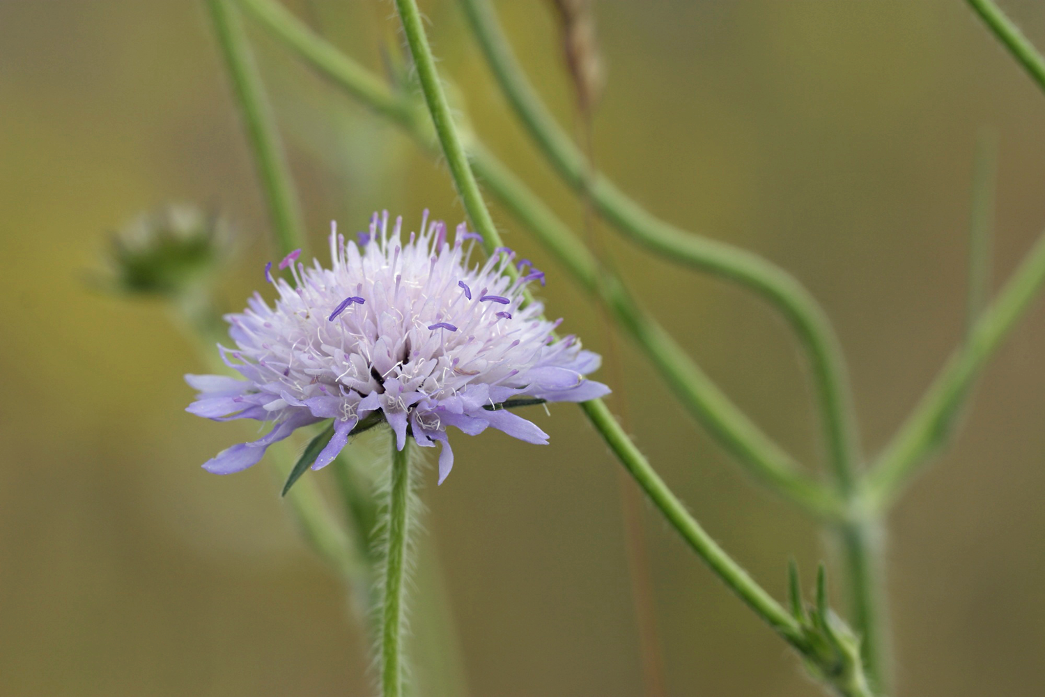 Image of Knautia arvensis