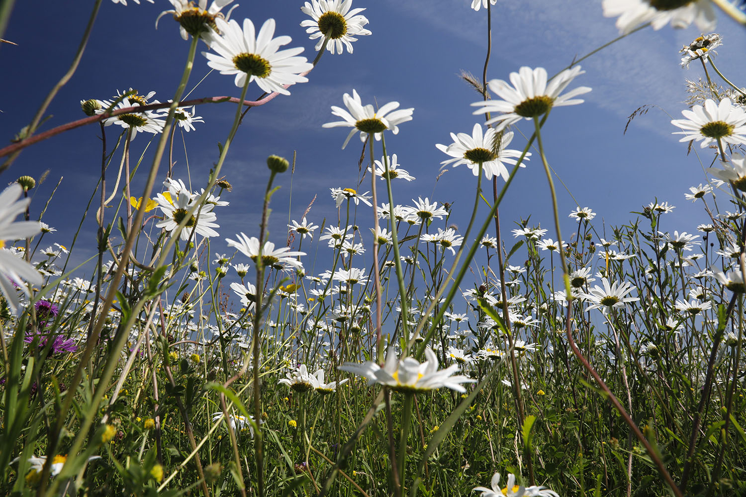 Image of Leucanthemum vulgare - copyright Mike Dodd