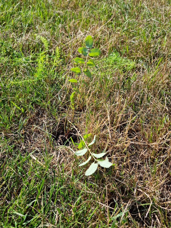 Image of plug planting Sanguisorba