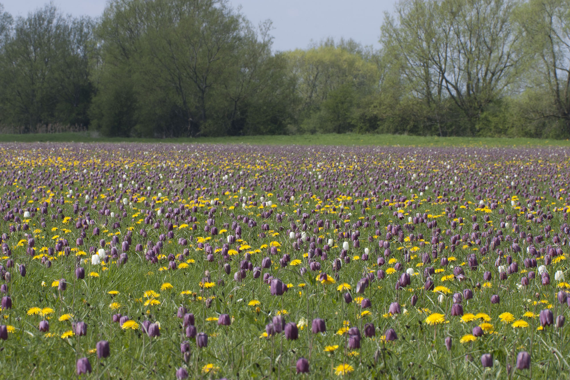 Photo of meadow - copyright Mike Dodd