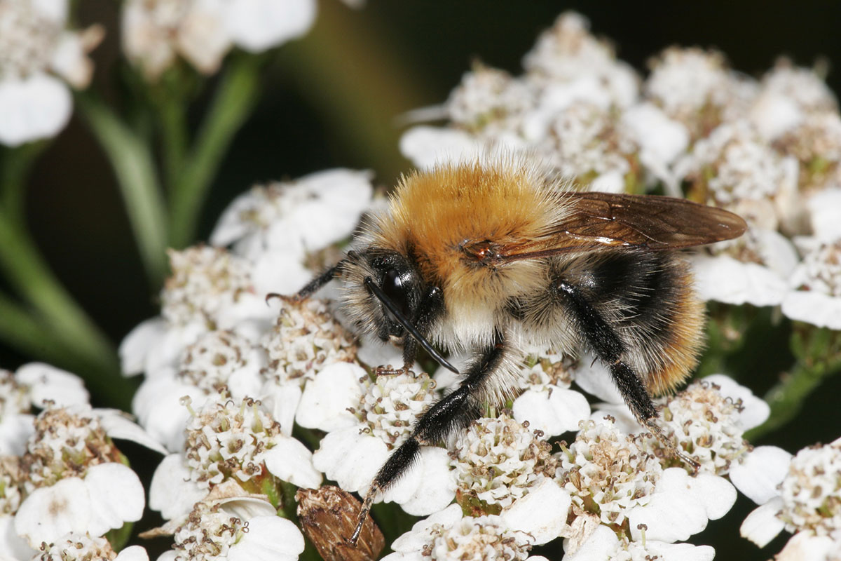 Photo of a bee on a flower - copyright Mike Dodd