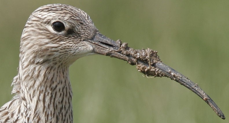 Photo of a bird - copyright Mike Dodd