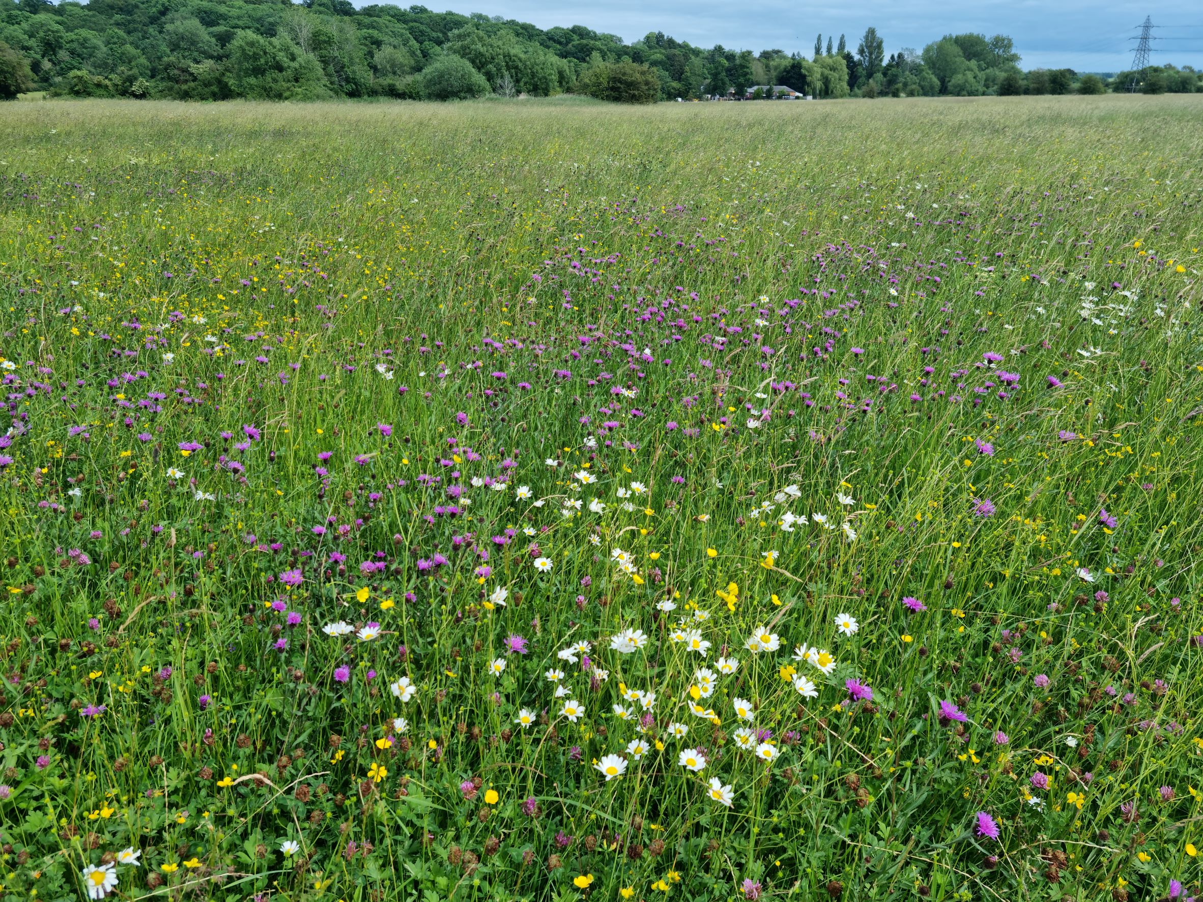 Image of a meadow field
