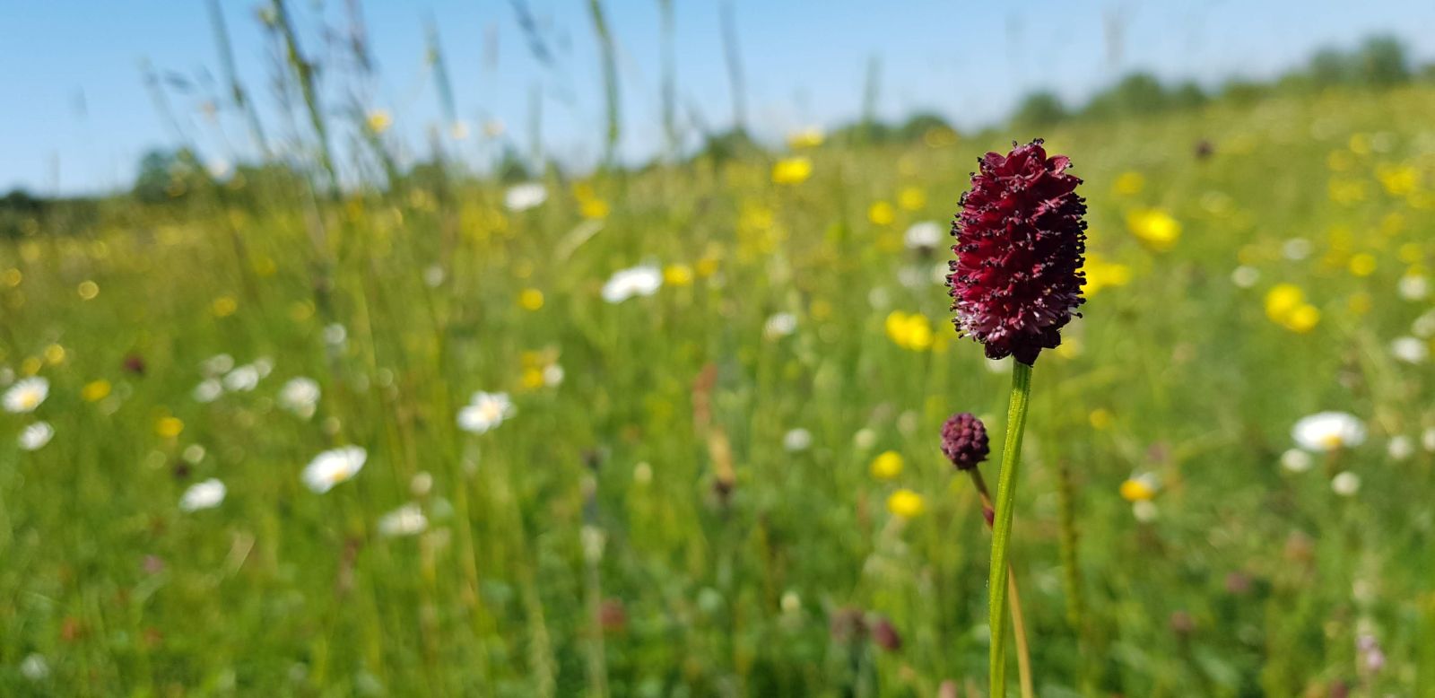 Image of sanguisorba