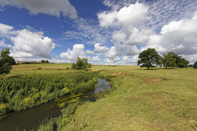 Image of a meadow near Yeovil - copyright Mike Dodd