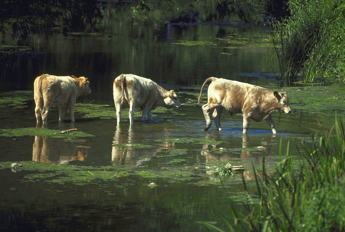Photo of cattle crossing a river