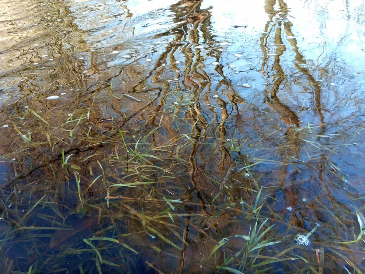 Photo of tree reflections in water - copyright Mike Dodd