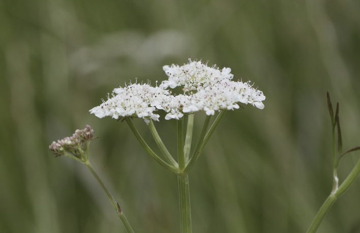 Photo of a white flower - copyright Mike Dodd