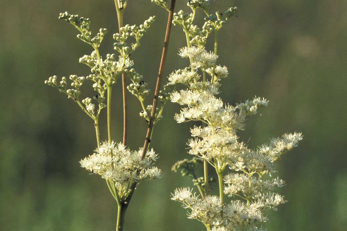 Photo of filipendula ulmaria - copyright Mike Dodd