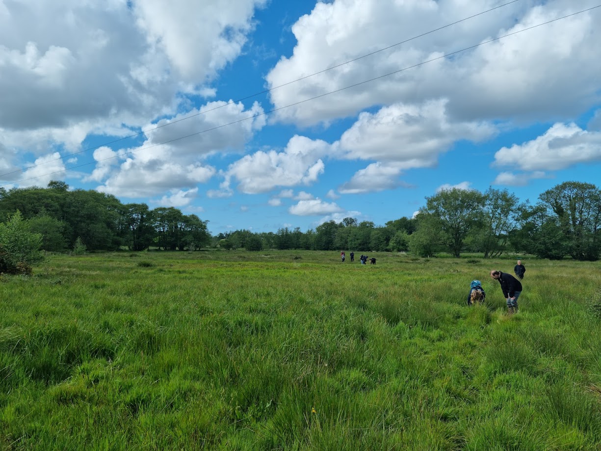 An open grassy field in a floodplain