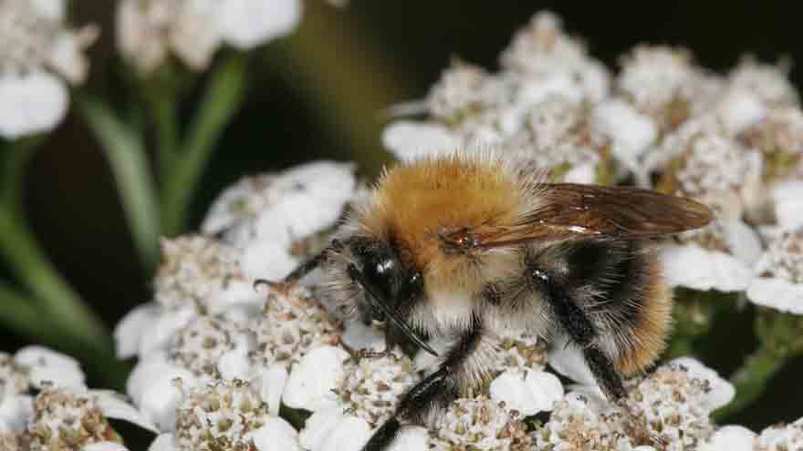 Image of a bee on a flower - Copyright Mike Dodd