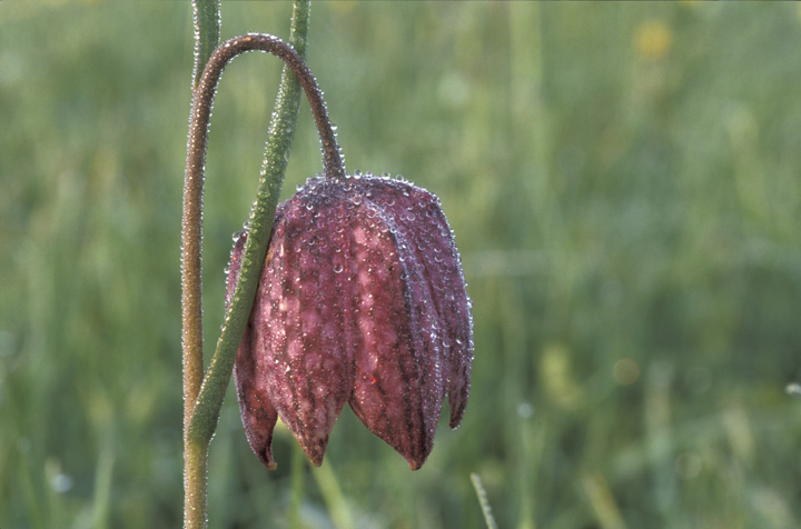 Photo of fritillary