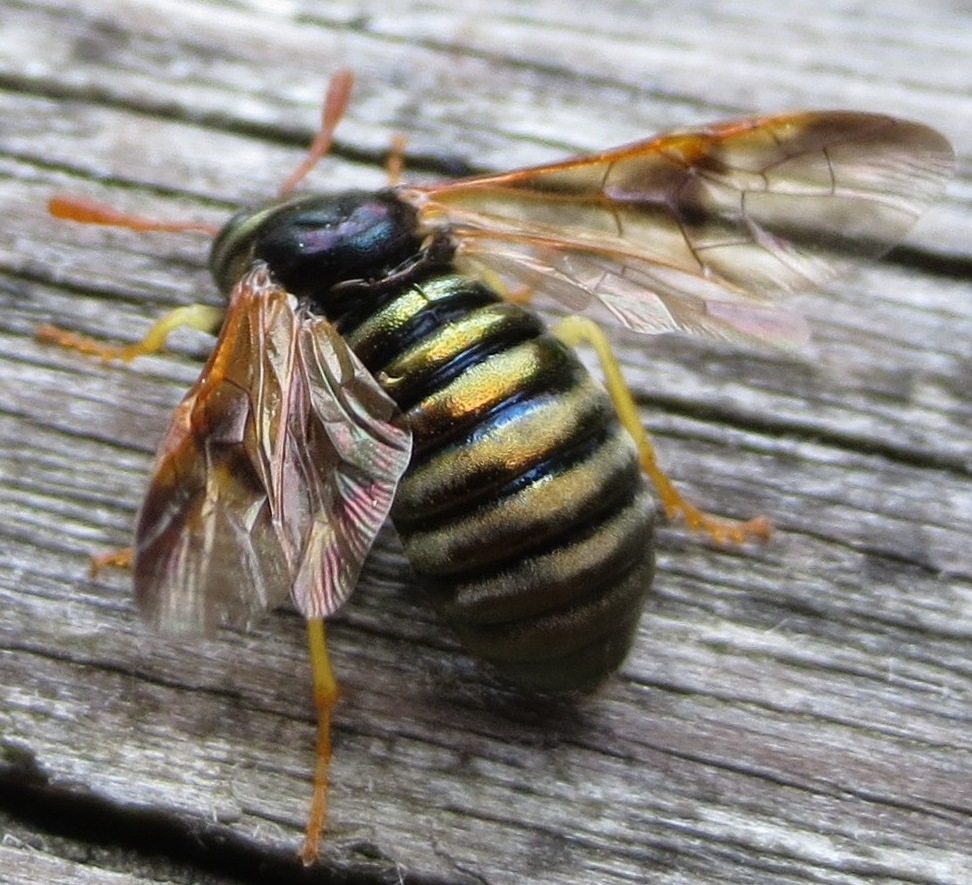 Image of a sawfly (Abia Sericea)