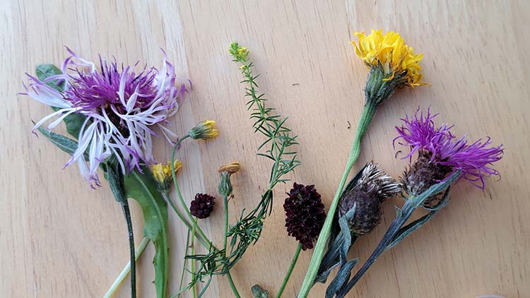 Second flowering at Clattinger by Ann Skinner