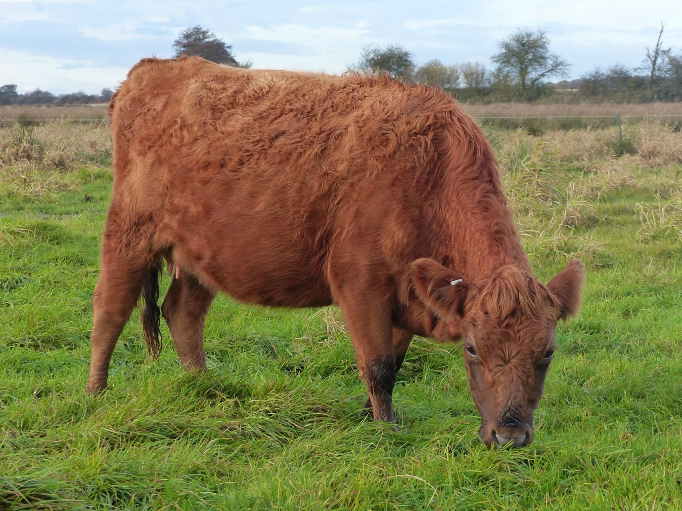 Image of a cow