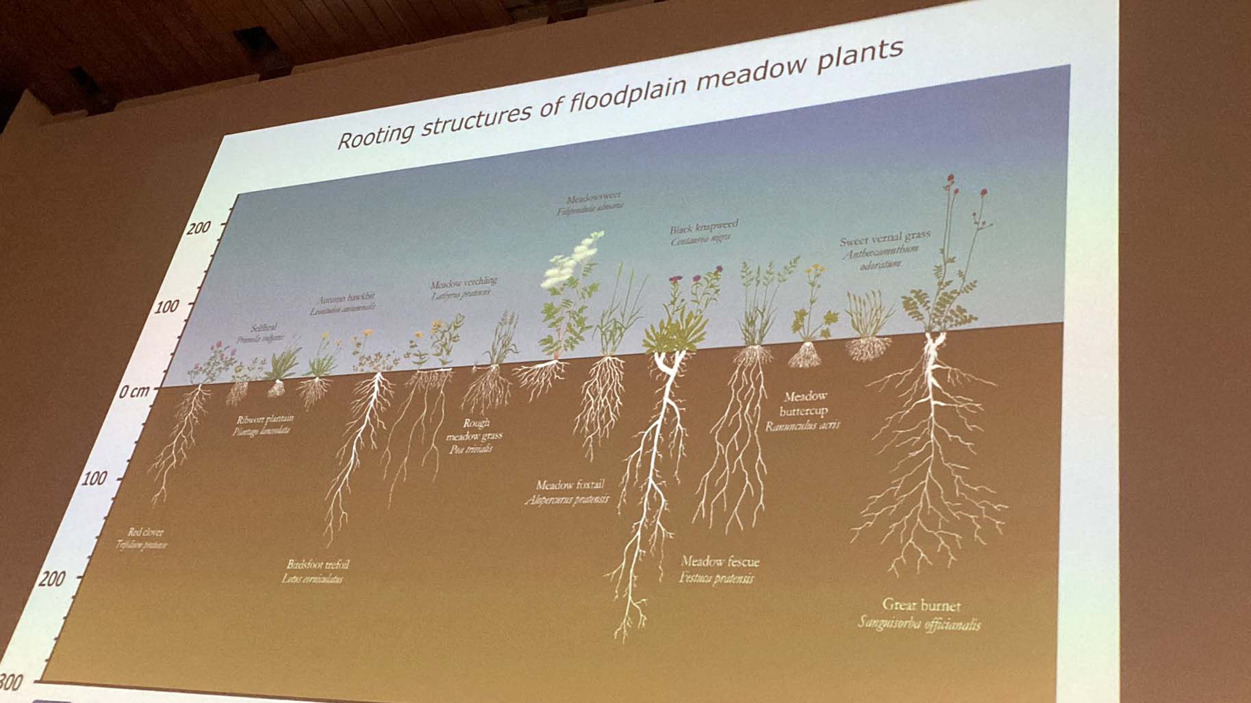 Photo of a conference presentation showing the Shoots to Roots poster