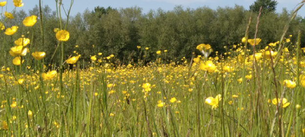 Buttercup meadow by Jane Thatcher