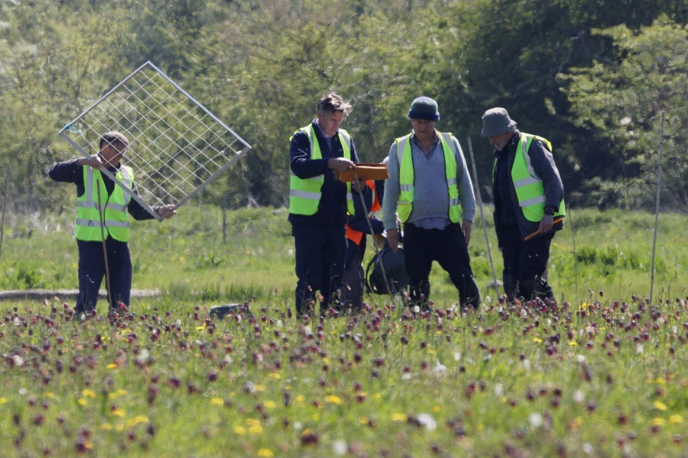 People carrying out a fritillary count in a meadow