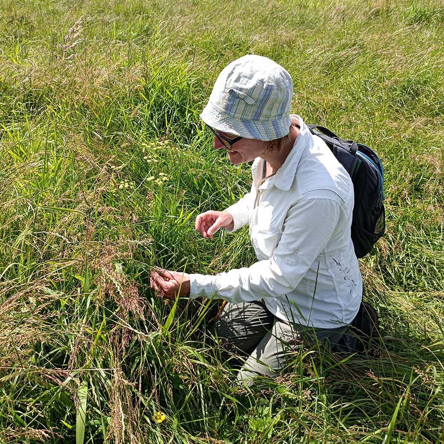 Image of a researcher in a field