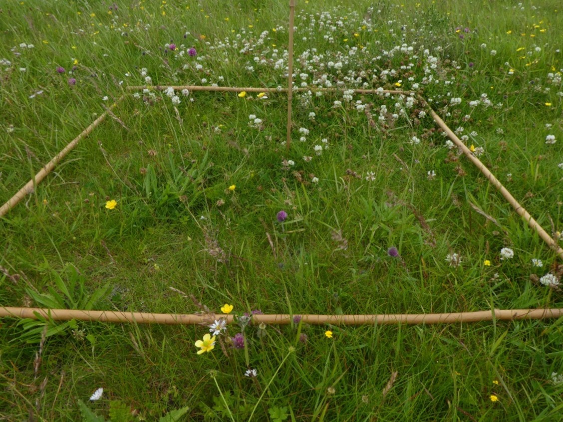 Photo of oceanic wet grassland