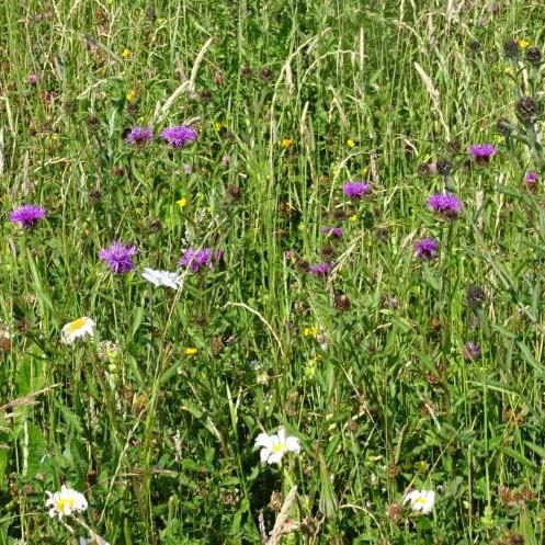 Photo of meadow flowers