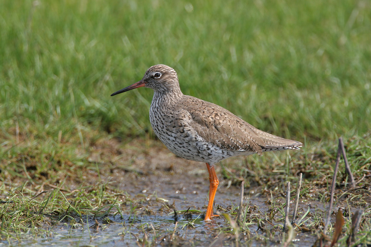 Photo of a Redshank