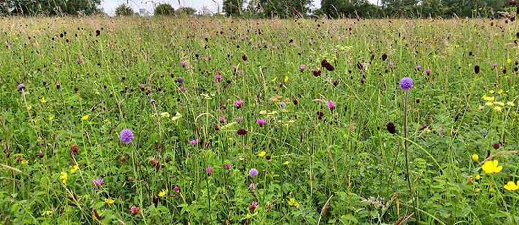 Yarnton Mead in June © Vicky Bowskill