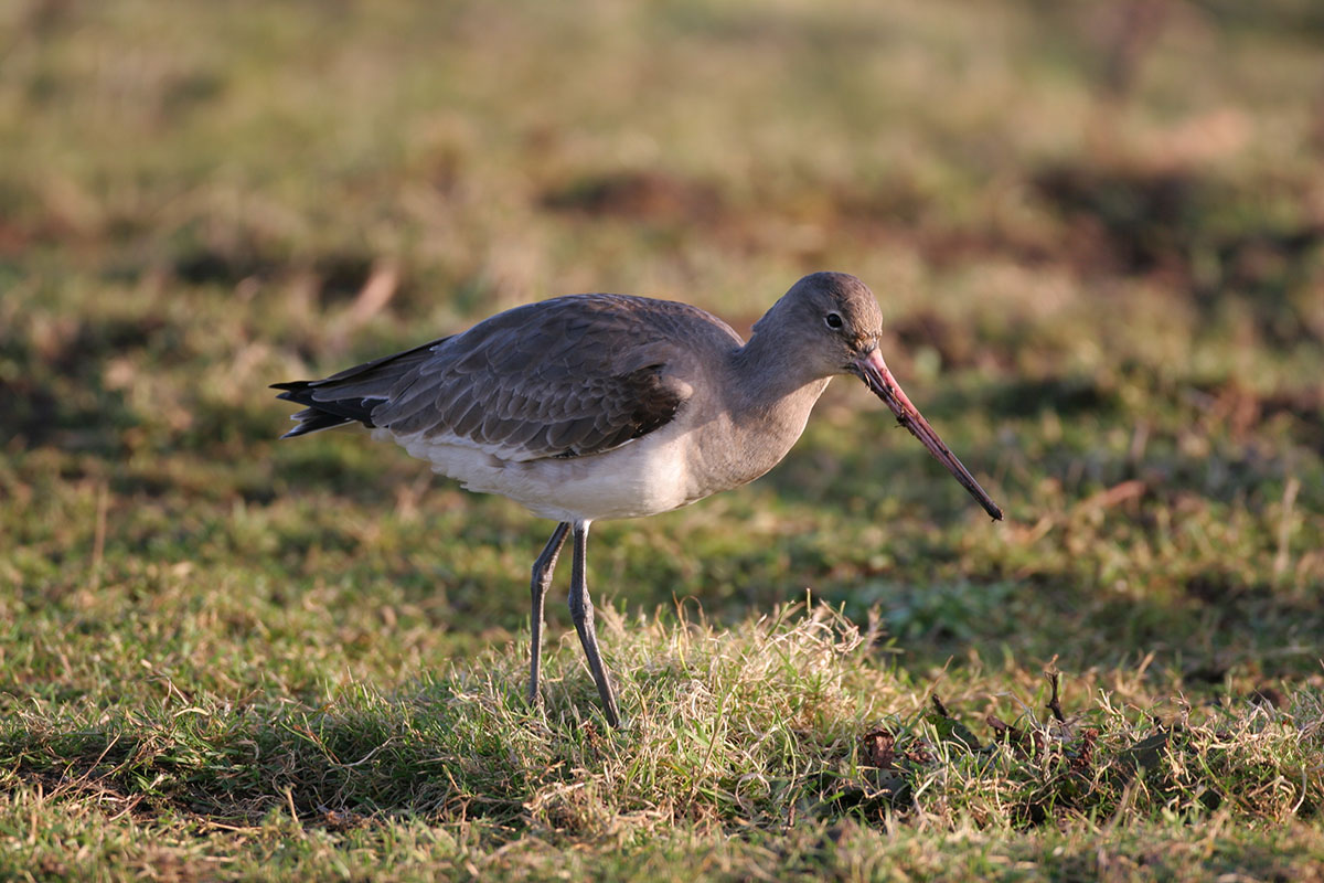 Black tailed godwit