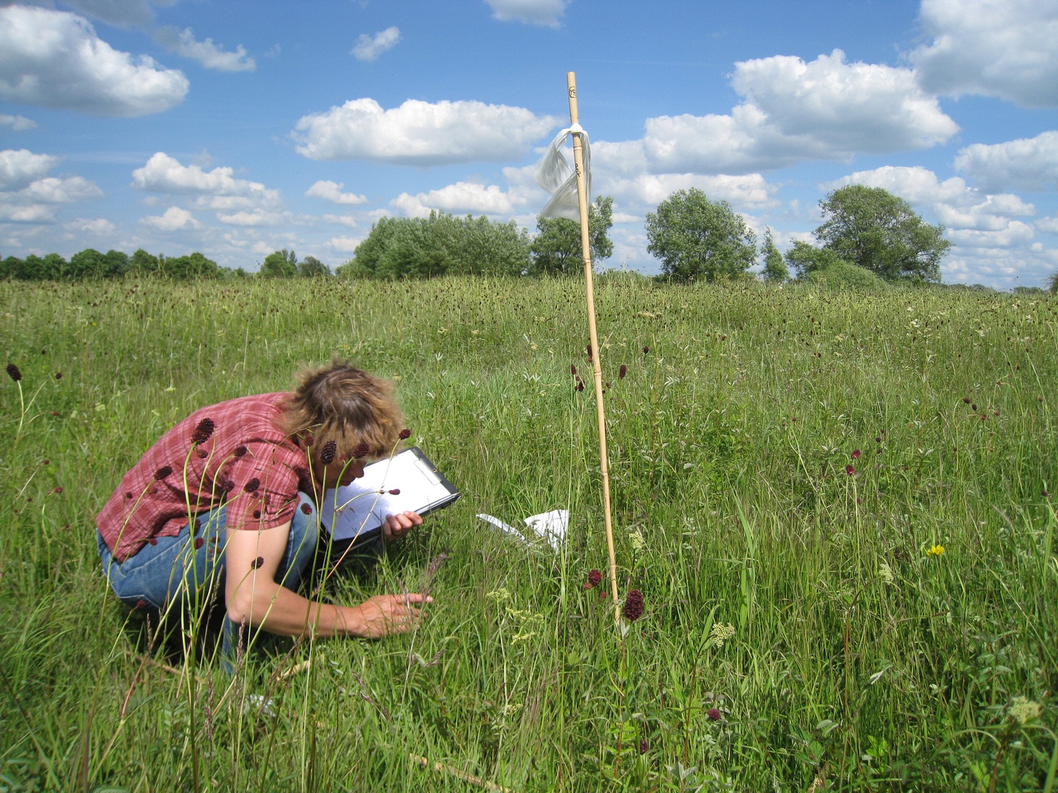 Image of person measuring in a meadow