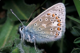 A photograph of a butterfly