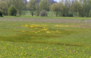 Species rich meadow