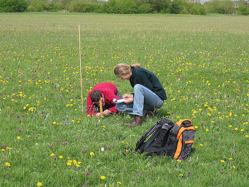 Species rich meadow