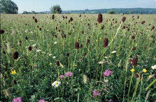 Species rich meadow