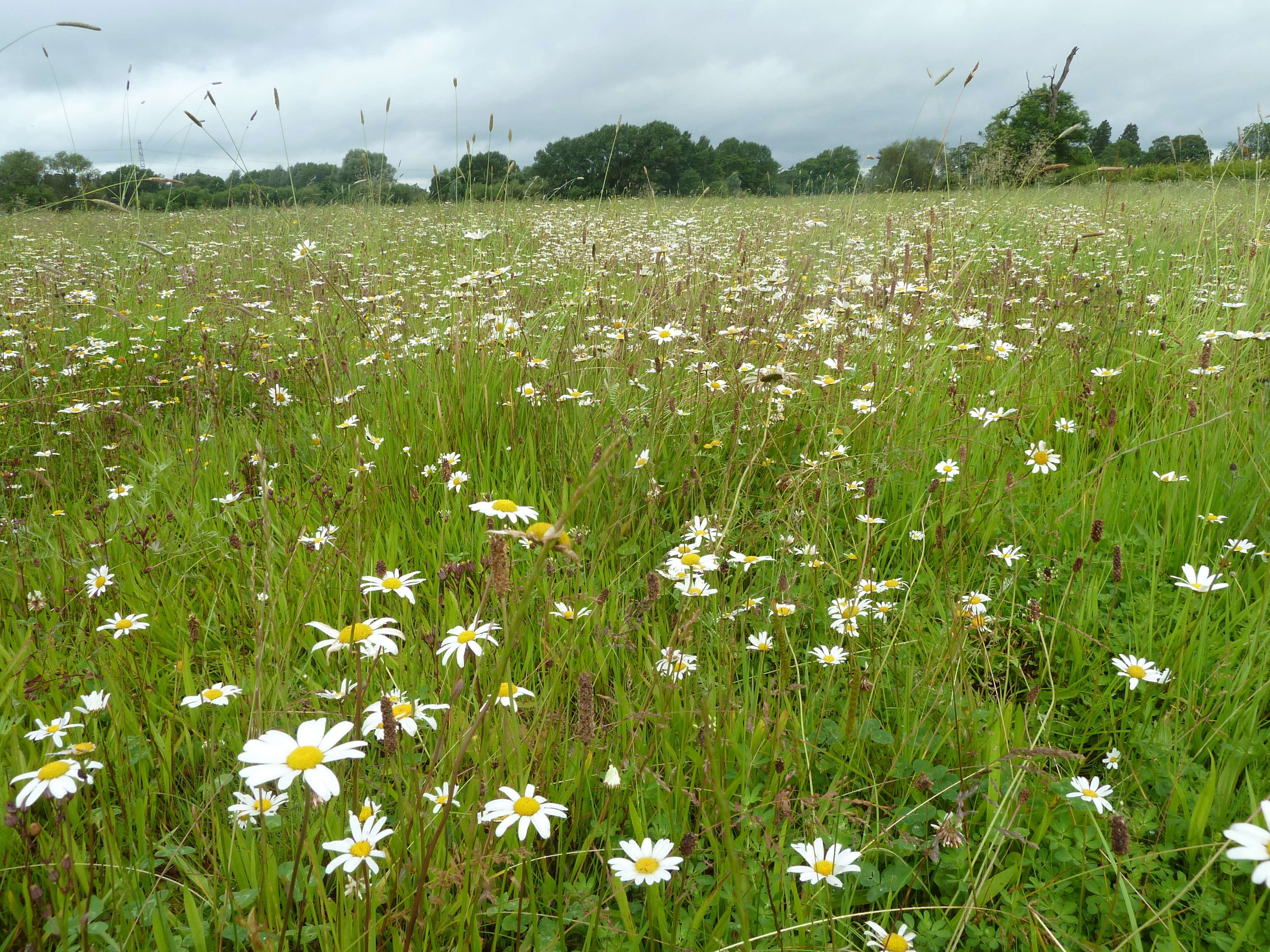 Species rich meadow