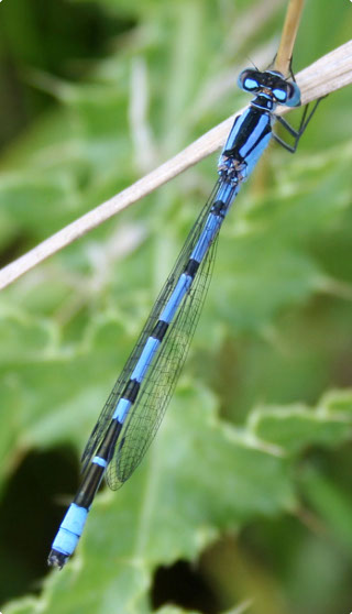 A photograph of a damsel fly