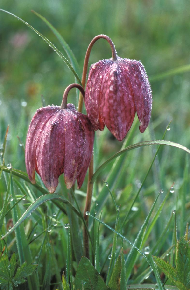 Snakes head fritillary flowers