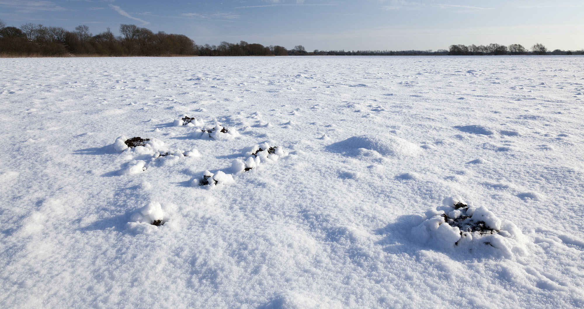 Mole hills in the snow at Yarnton