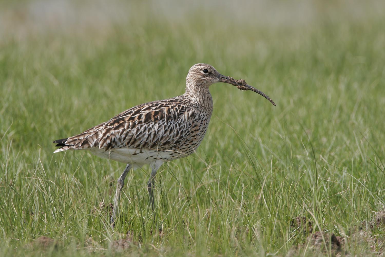 Image of a bird